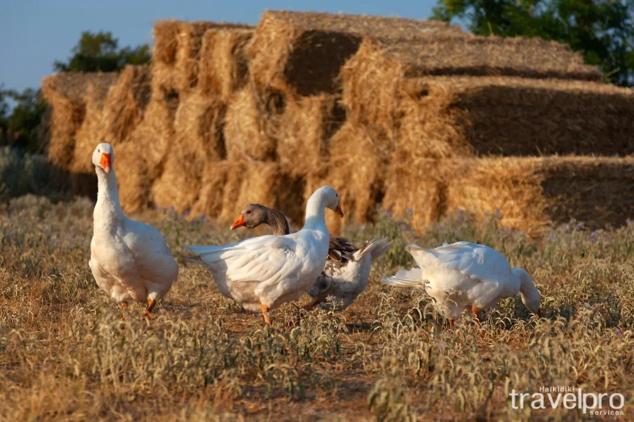 Billy Farmland By Travelpro Services- Nea Triglia Halkidiki 0*,  Greece